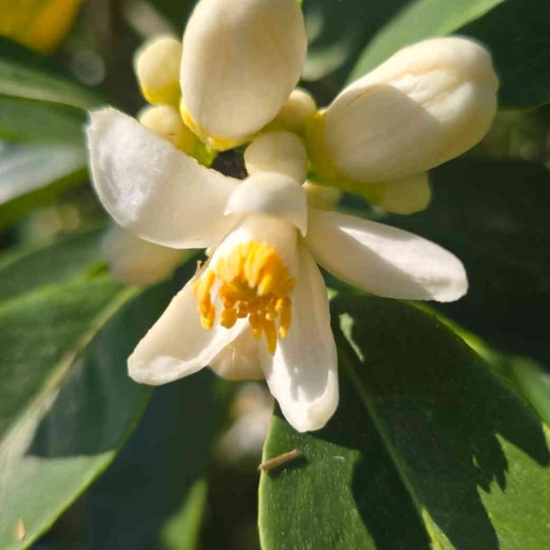 producteur de fleur d'oranger en France, Pays de Grasse