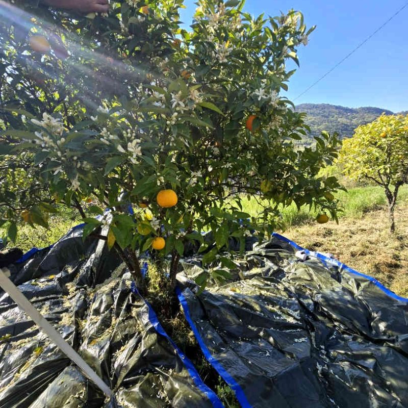 producteur de fleur d'oranger en France, Pays de Grasse