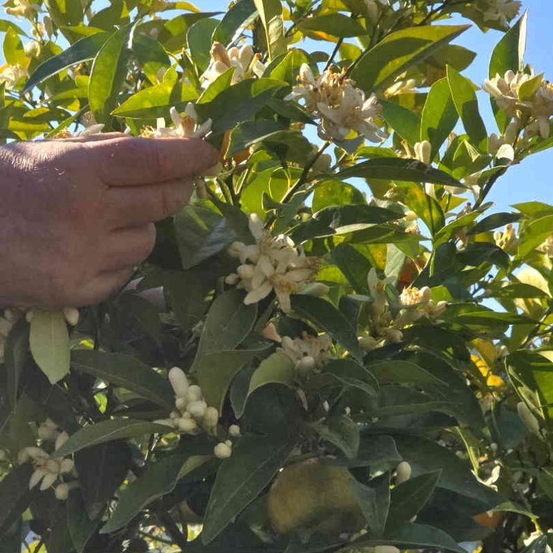 producteur de fleur d'oranger en France, Pays de Grasse