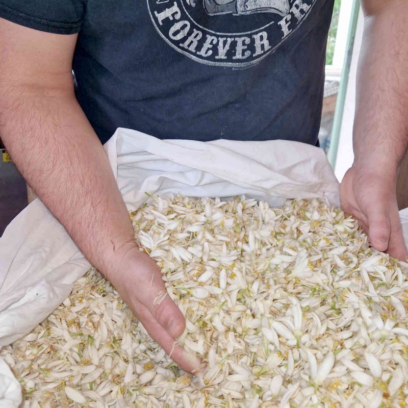 producteur de fleur d'oranger en France, Pays de Grasse