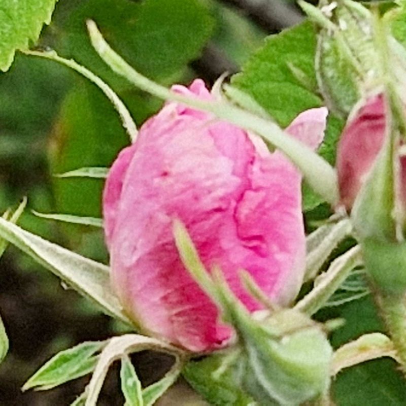 Rose centifolia bio du Pays de Grasse