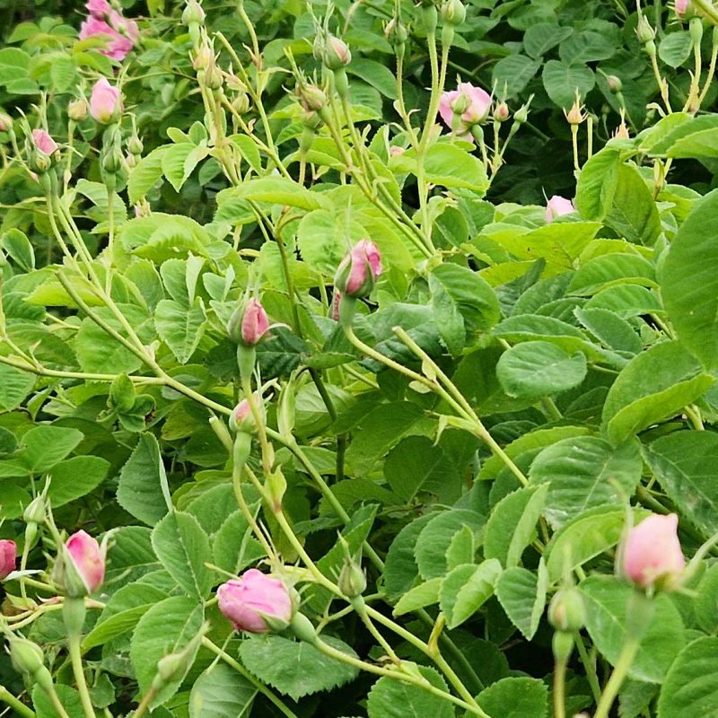 Rose centifolia bio du Pays de Grasse