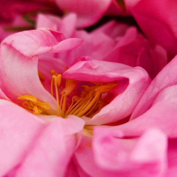 Rose centifolia bio du Pays de Grasse