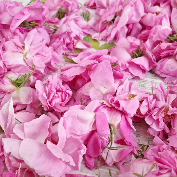 Rose centifolia bio du Pays de Grasse