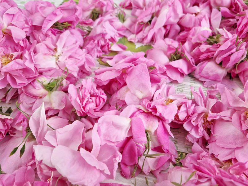 Rose centifolia bio du Pays de Grasse