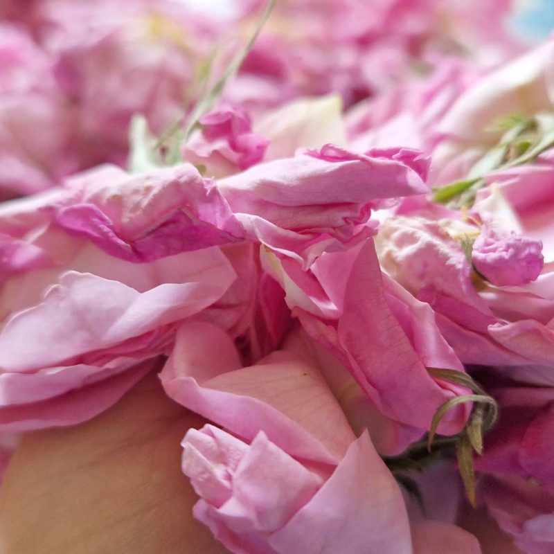Rose centifolia bio du Pays de Grasse