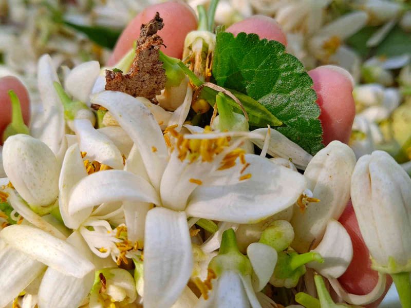 local organic orange blossom water cote d azur pays grassois 06 work