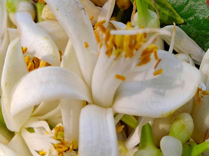 local organic orange blossom water cote d azur pays grassois 06 work