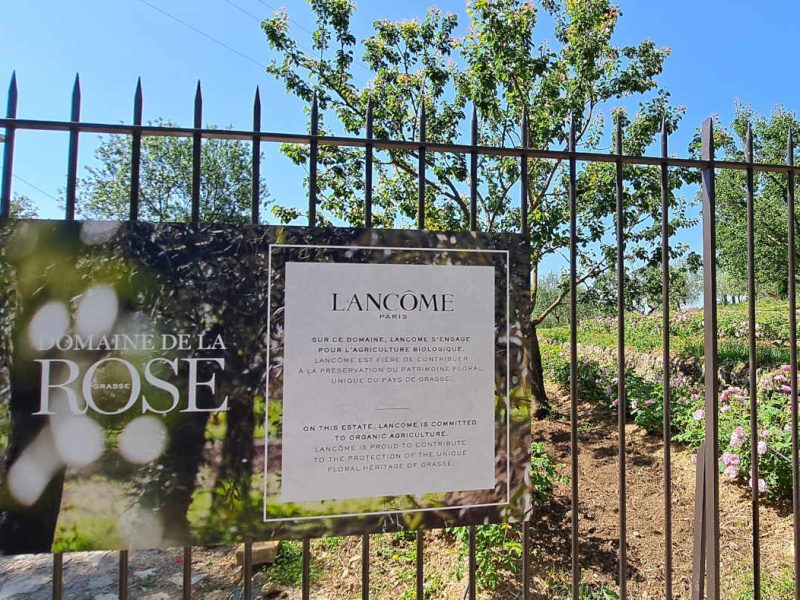 20220517_104722-champs-roses-fleurs-parfums-grasse-blog