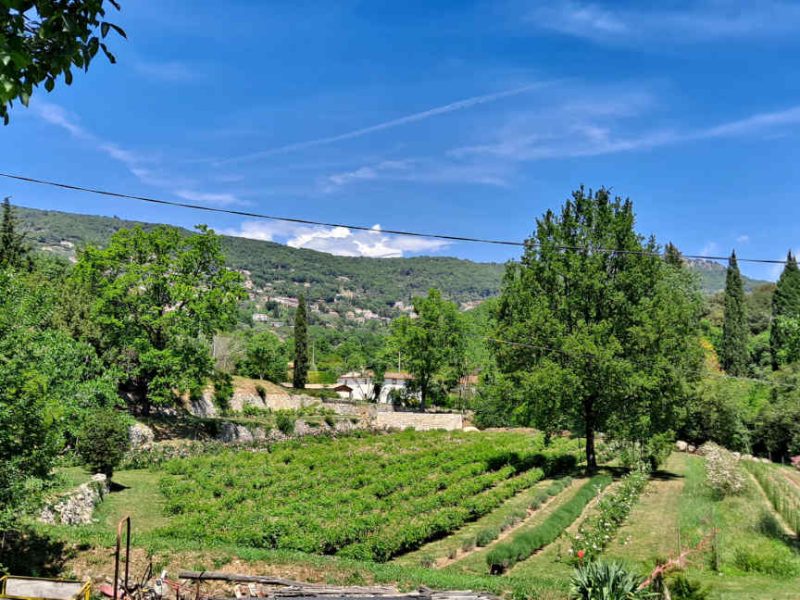 20220518_134552-champs-roses-fleurs-parfums-grasse-blog