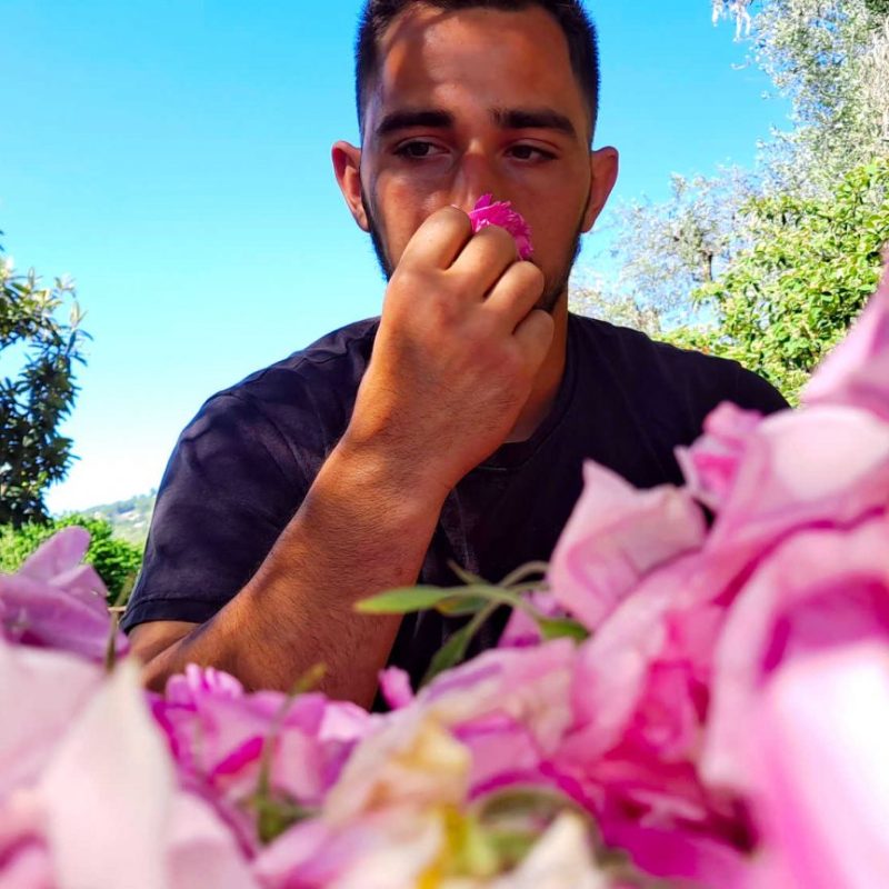 20230508_104250-rose-centifolia-grasse-producteur-confits-sirops-ppam-hydrolat-eau-florale-blog