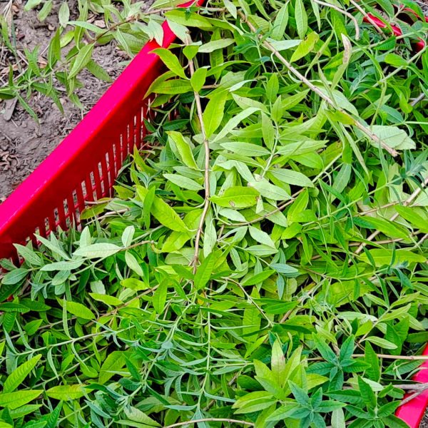 verveine bio producteur transformateur ppam confits sirops hydrolats huile essentielle grasse travail