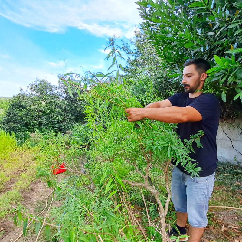 verveine bio producteur transformateur ppam confits sirops hydrolats huile essentielle grasse travail