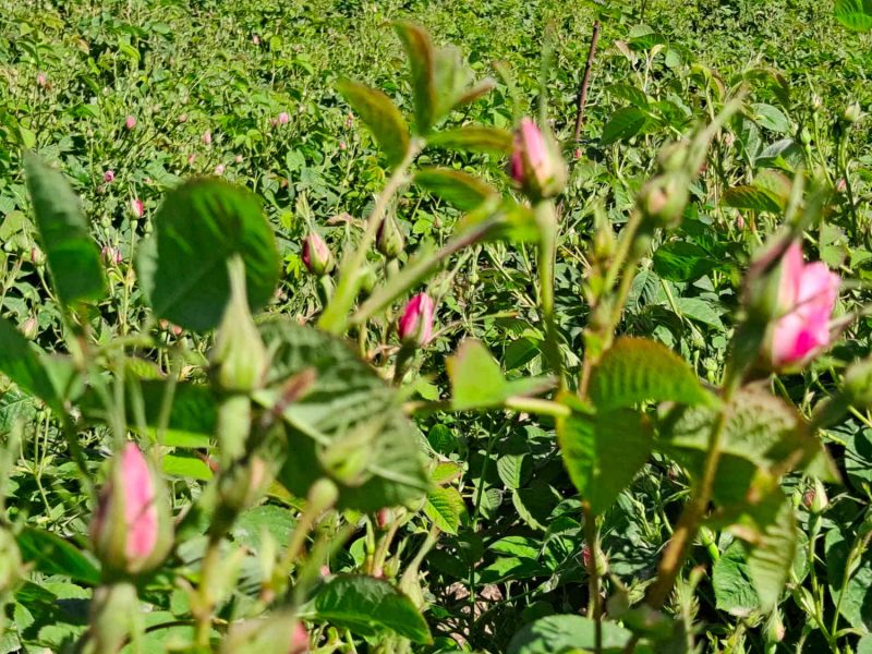 rose centifolia grasse producteur confits sirops ppam hydrolat eau florale blog
