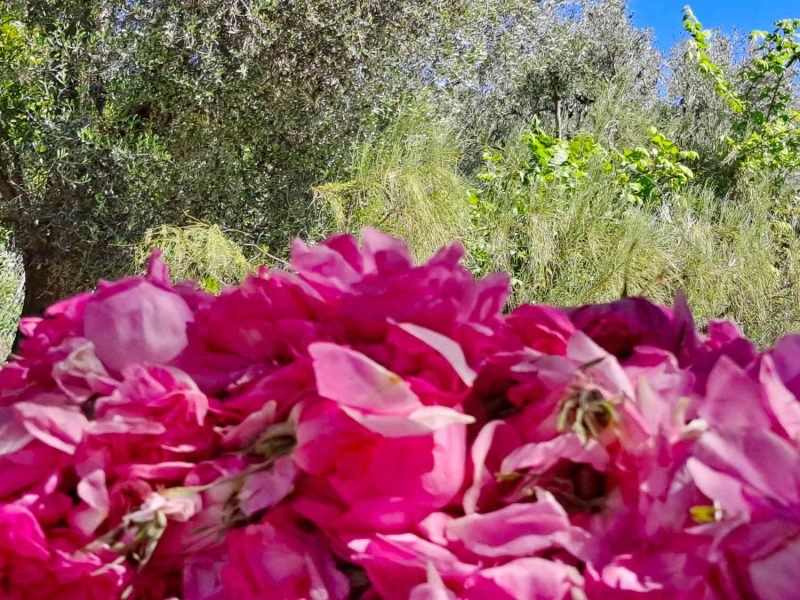 20240416_115424-rose-centifolia-grasse-producteur-confits-sirops-ppam-hydrolat-eau-florale-blog