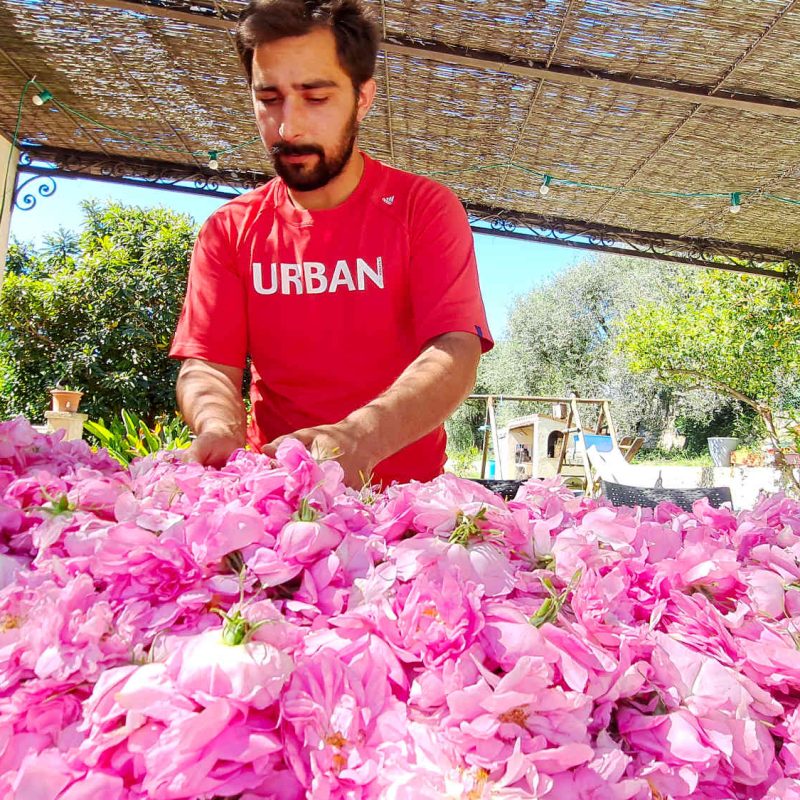 rose centifolia grasse producteurs produits confits sirops eau rose