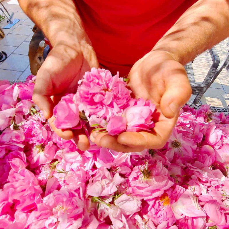 rose centifolia grasse producteur confits sirops ppam hydrolat eau florale blog