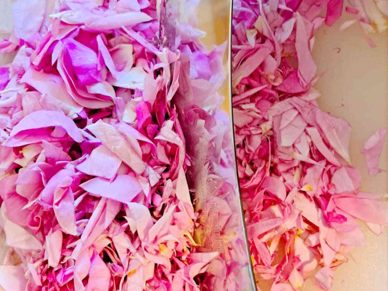 20240417_104404-rose-centifolia-grasse-producteur-confits-sirops-ppam-hydrolat-eau-florale-blog