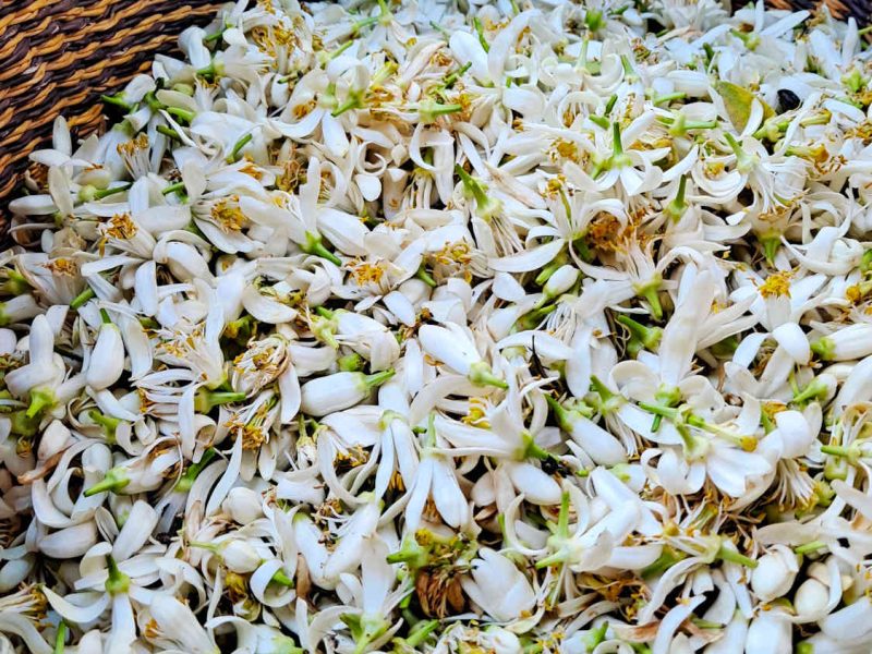 water orange flower local producer alpes maritimes 06 grasse