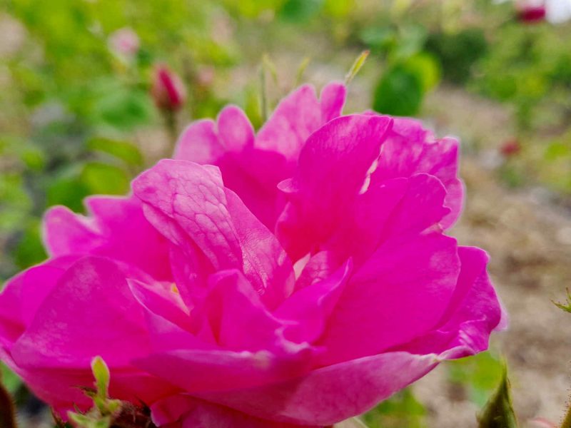 rose centifolia grasse producteur confits sirops ppam hydrolat eau florale blog