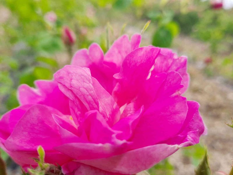 rose centifolia grasse producers candied products syrups rose water
