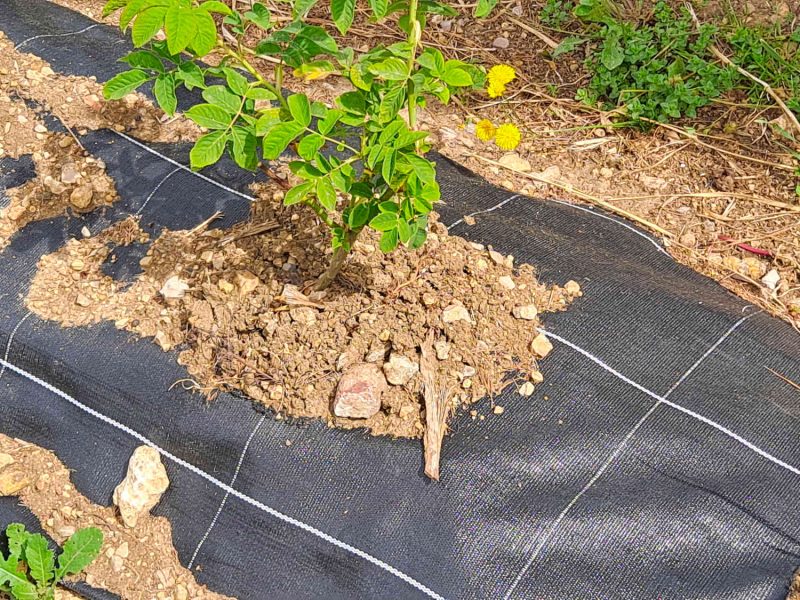 20240430_114451-rose-centifolia-grasse-producteur-confits-sirops-ppam-hydrolat-eau-florale-blog