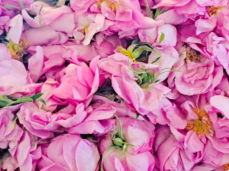 20240430_141301-rose-centifolia-grasse-producteur-confits-sirops-ppam-hydrolat-eau-florale-blog