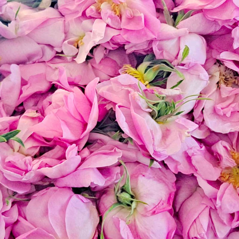 rose centifolia grasse producteurs produits confits sirops eau rose