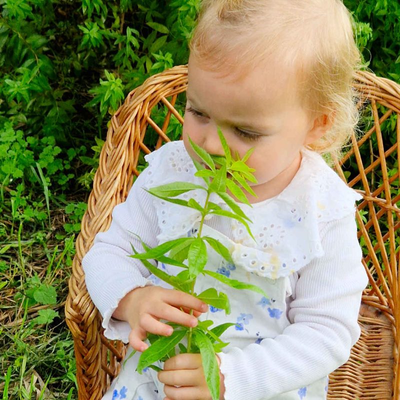 20241126_111238-verveine-distillateur-grasse-ppam-cote-dazur-blog