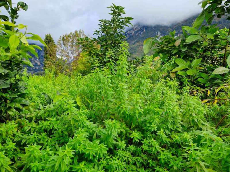 verveine distillateur grasse ppam cote dazur blog
