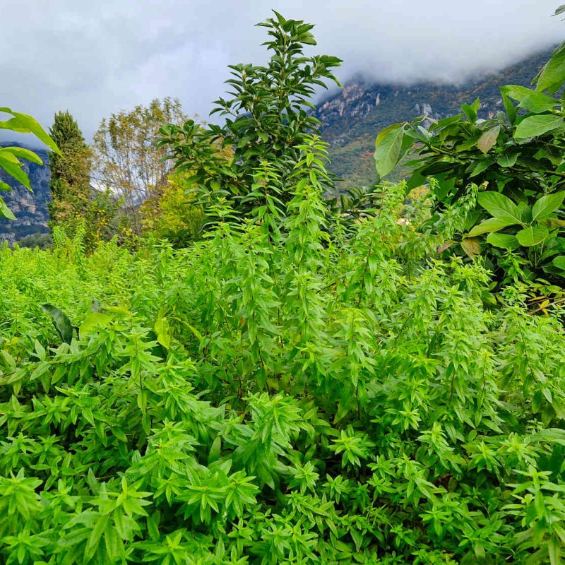 verveine distillateur grasse ppam cote dazur blog