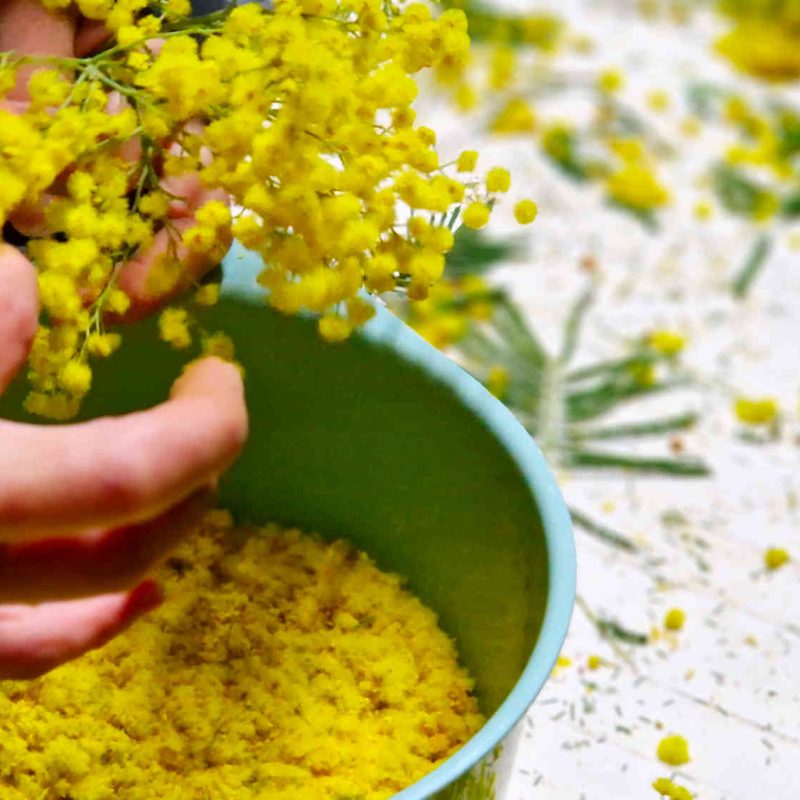 confit mimosa producteur bio cote dazur alpes maritimes