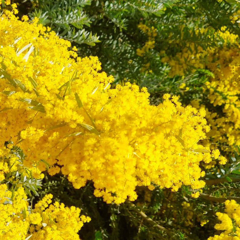 Organic mimosa from the French Riviera, produced locally in the Grasse region