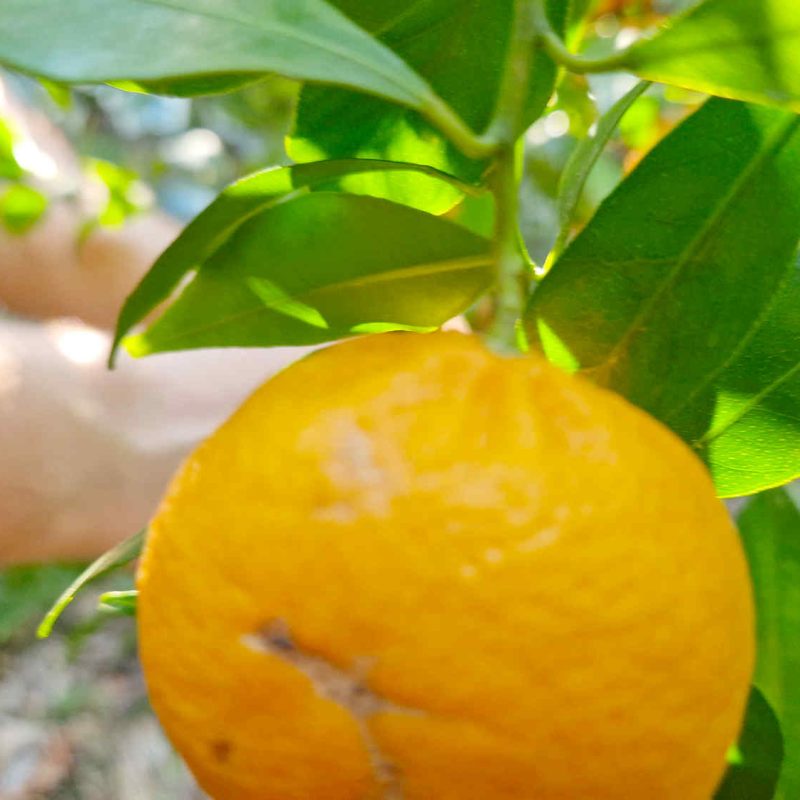 producteurs transformateurs d'agrumes bio sur la côte d'azur, confitures et gelées