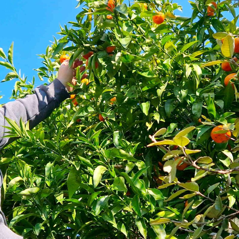 20260323_104049-clementines-bio-cote-dazur-producteur-transformateur-bio-ab