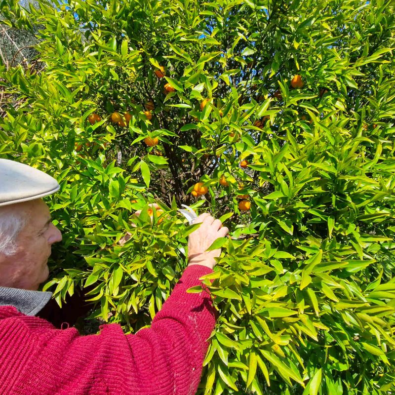 Producteur et transformateur de mandarines bio sur la Côte d'Azur, confitures et gelées