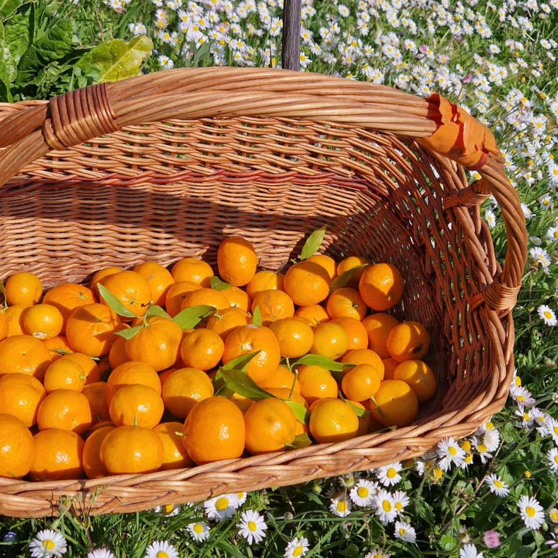 producteurs de confitures bio cote d'azur france