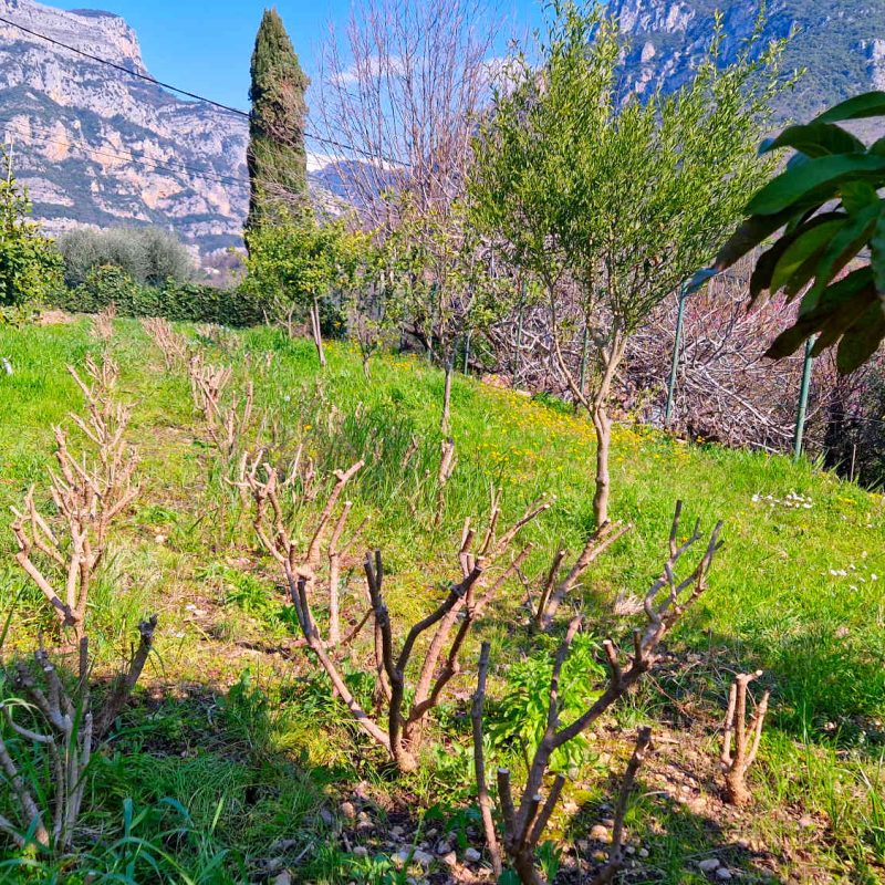 Producteur de verveine ab bio sur la côte d'azur en pays de grasse
