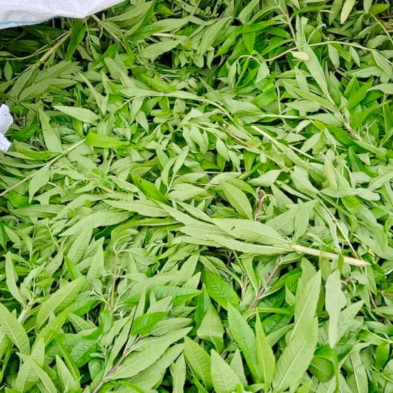 eau florale hydrolate verveine bio producteur cote dazur grasse