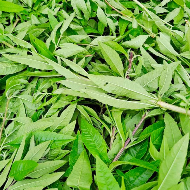 floral water hydrolate verbena organic producer cote dazur grasse