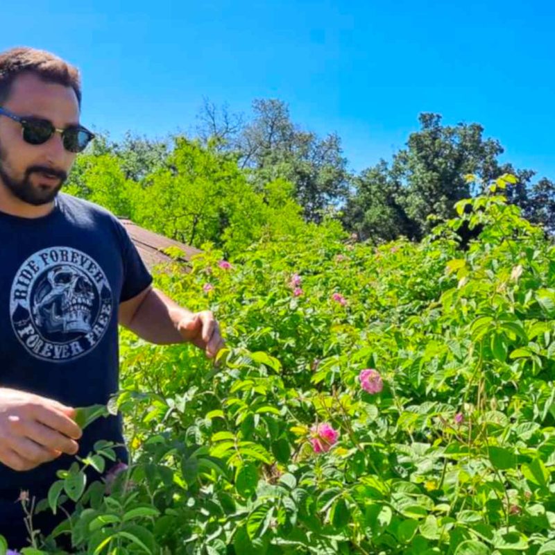 sirop rose producteur bio grasse cote dazur