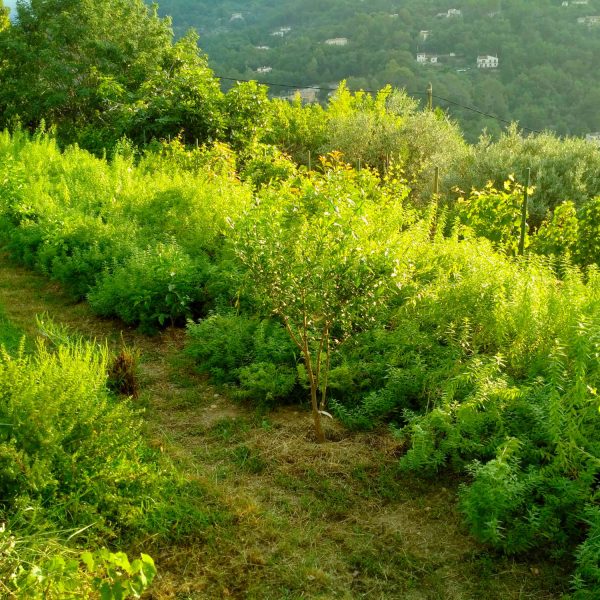 verveine agriculture agritourisme grasse plantes parfums ppam cote d azur blog