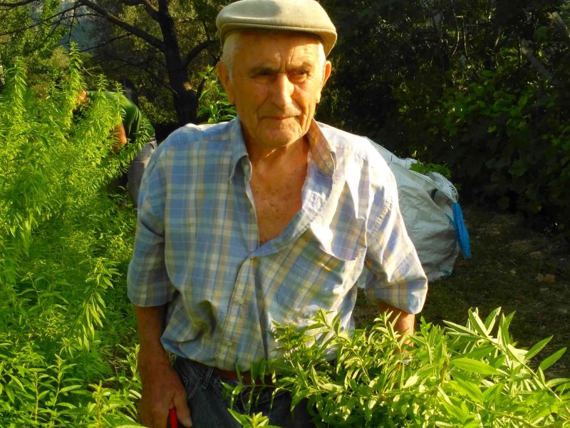 IMG_13072023_074909-verveine-agriculture-agritourisme-grasse-plantes-parfums-ppam-cote-d-azur-blog