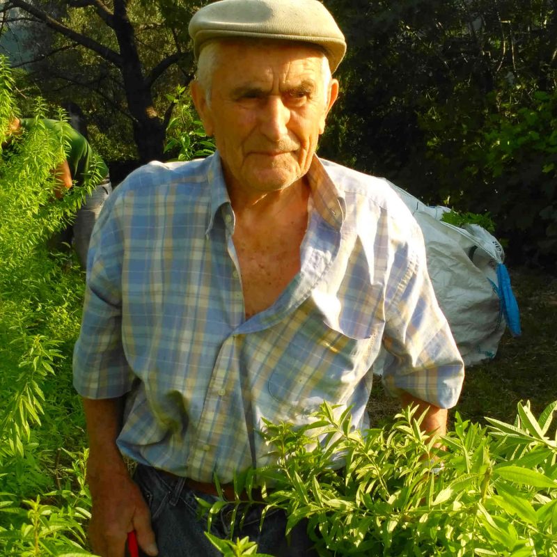 verveine agriculture agritourisme grasse plantes parfums ppam cote d azur blog