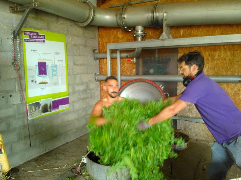 verveine agriculture agritourisme grasse plantes parfums ppam cote d azur blog