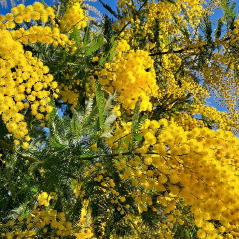 fete-mimosa-fleurs-cote-d-azur-esterel-mandelieu-02