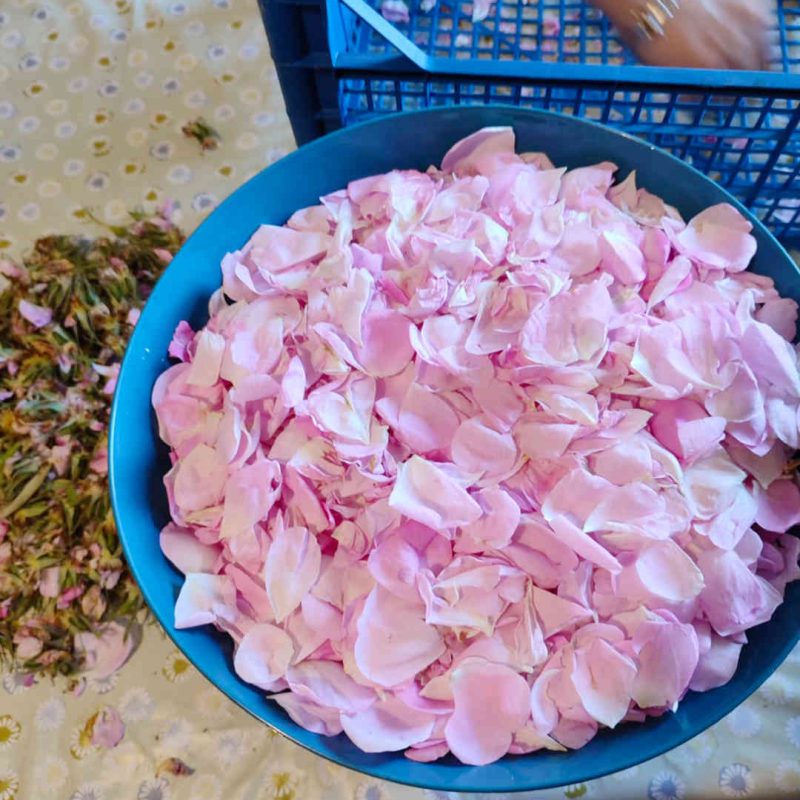 champs roses fleurs parfums grasse blog