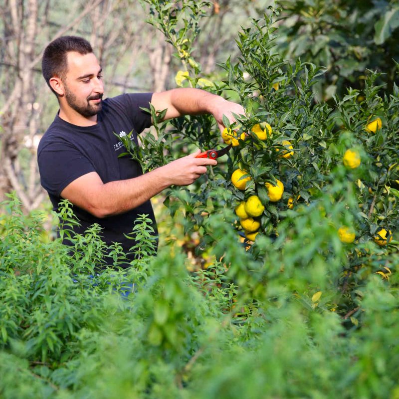 miel français bio parfumé au yuzu, produits sur la Côte d'Azur en Pays de Grasse