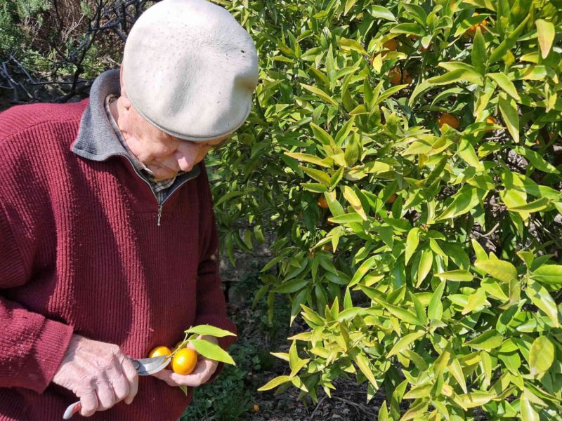 récolte de nos clémentines bio des alpes-maritimes