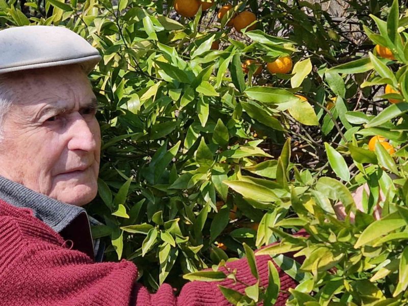 récolte de nos clémentines bio des alpes-maritimes